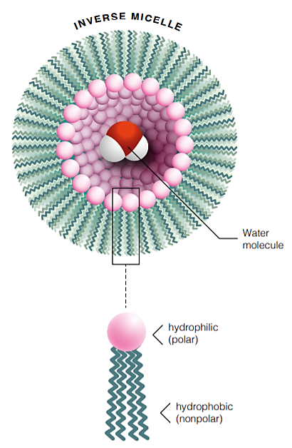 palox-inverse-micelle